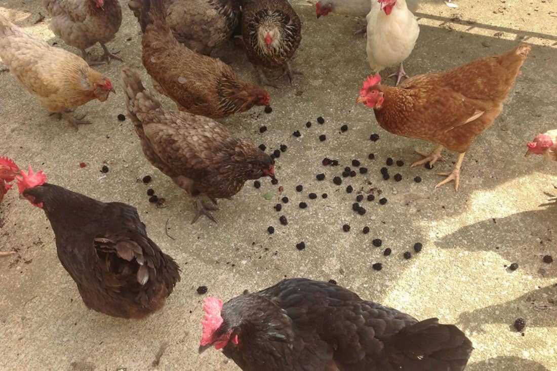 Preparing blackberries for chicken feeding