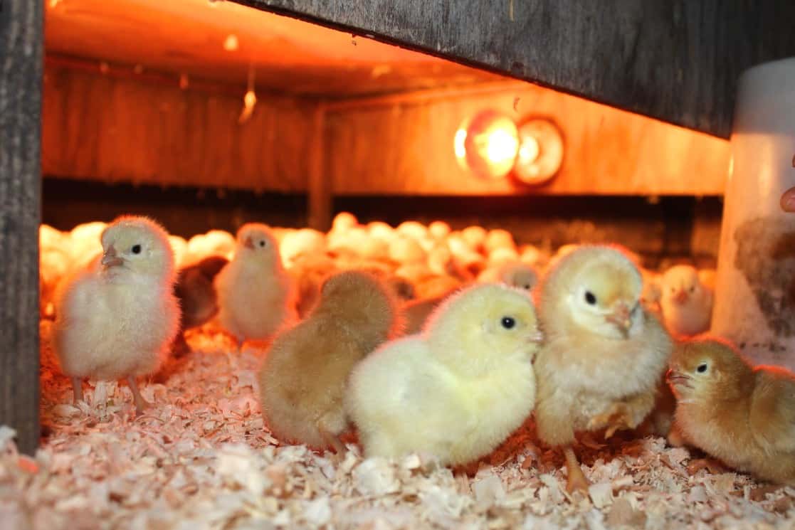 Raising Chickens In Virginia