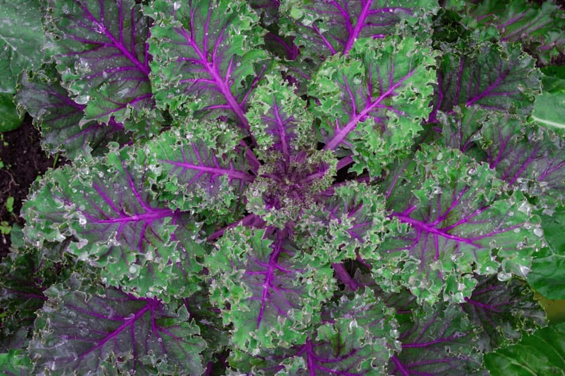 Red Russian Kale