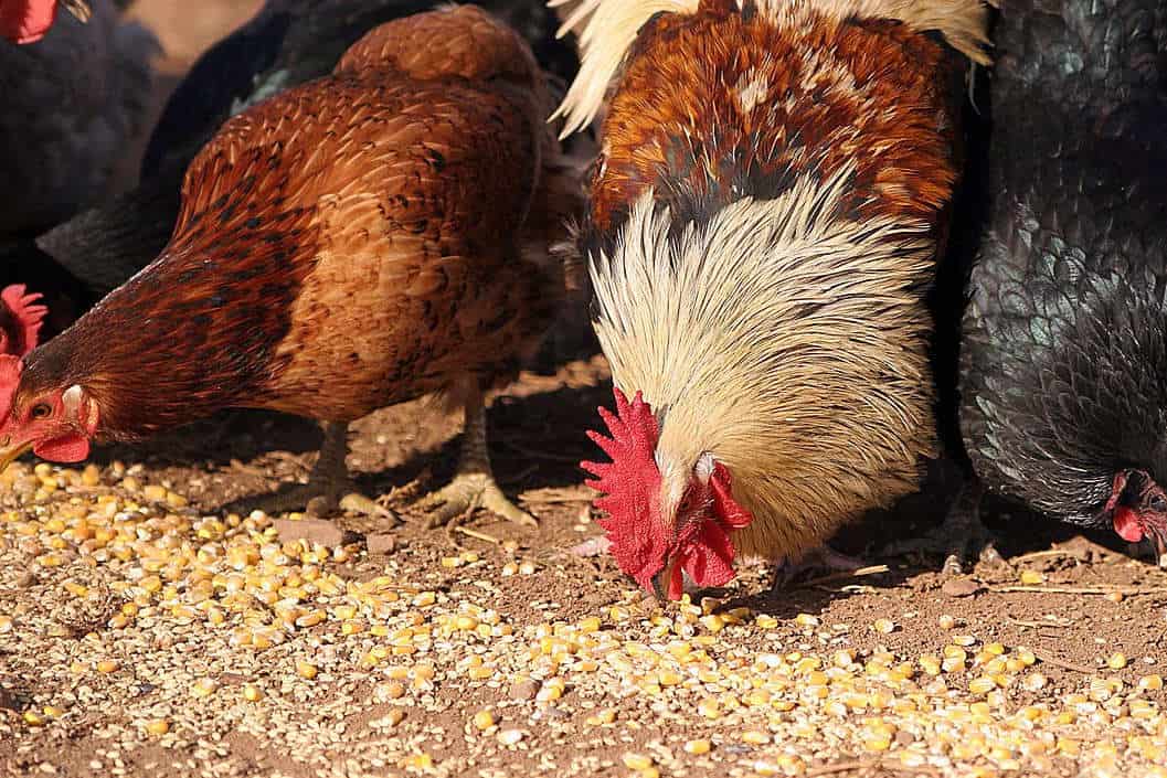 Risks of Feeding Corn on Chickens