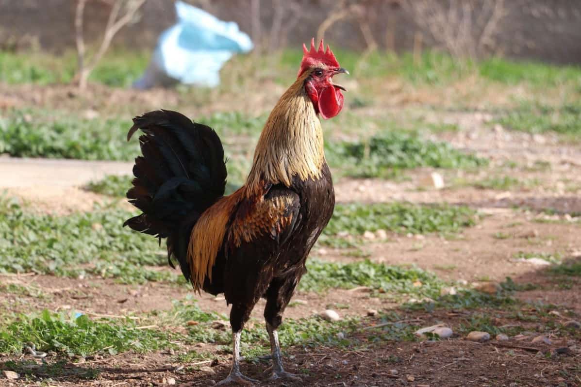 Rehome rooster