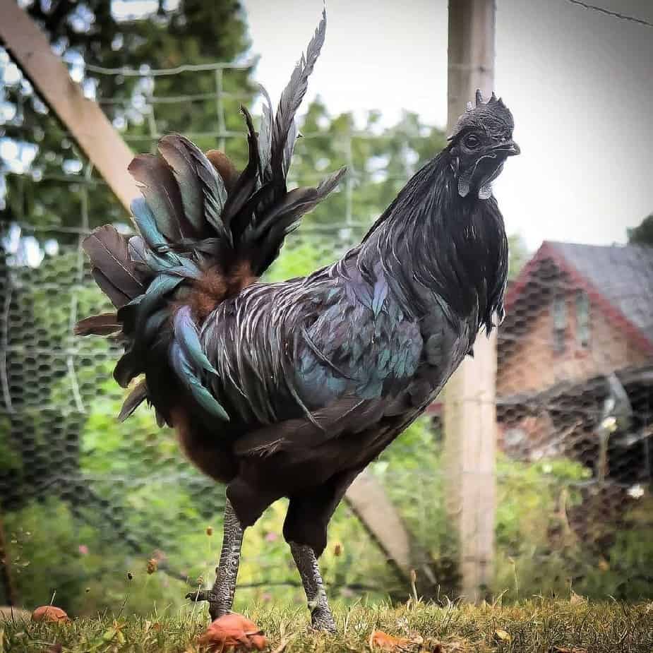 Swedish Black Hen Breed Standard and Appearance