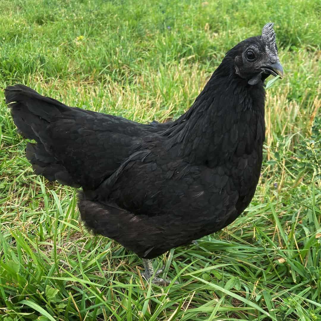 Swedish Black Hen Egg Laying
