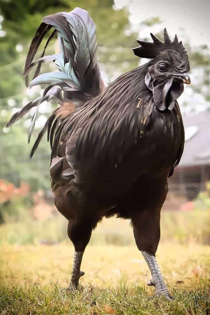 Swedish Black Hen