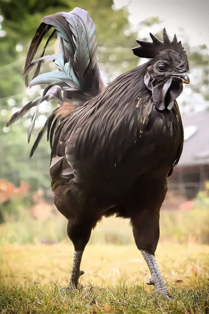 Swedish Black Chicken