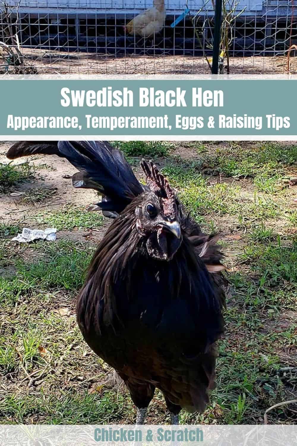Swedish Black Hens