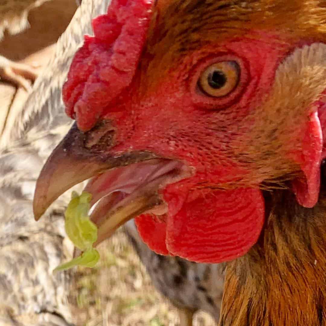 The appearance of a chicken tongue