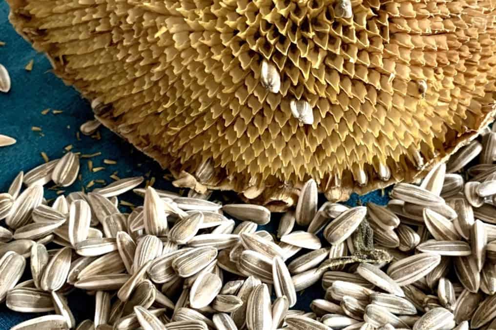 Types Of Sunflower Seed