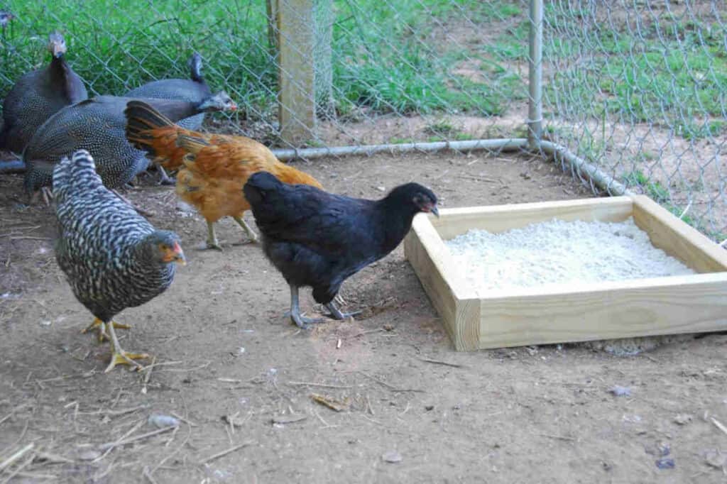 what sand to use in chicken coop