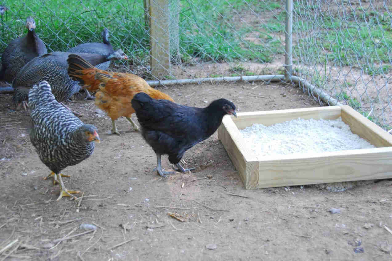 Using Sand for The Chicken Coop
