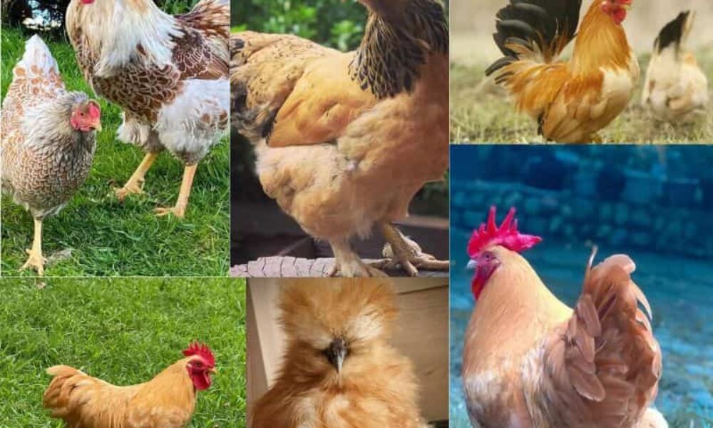 Top 11 Yellow Chicken Breeds (with Pictures)