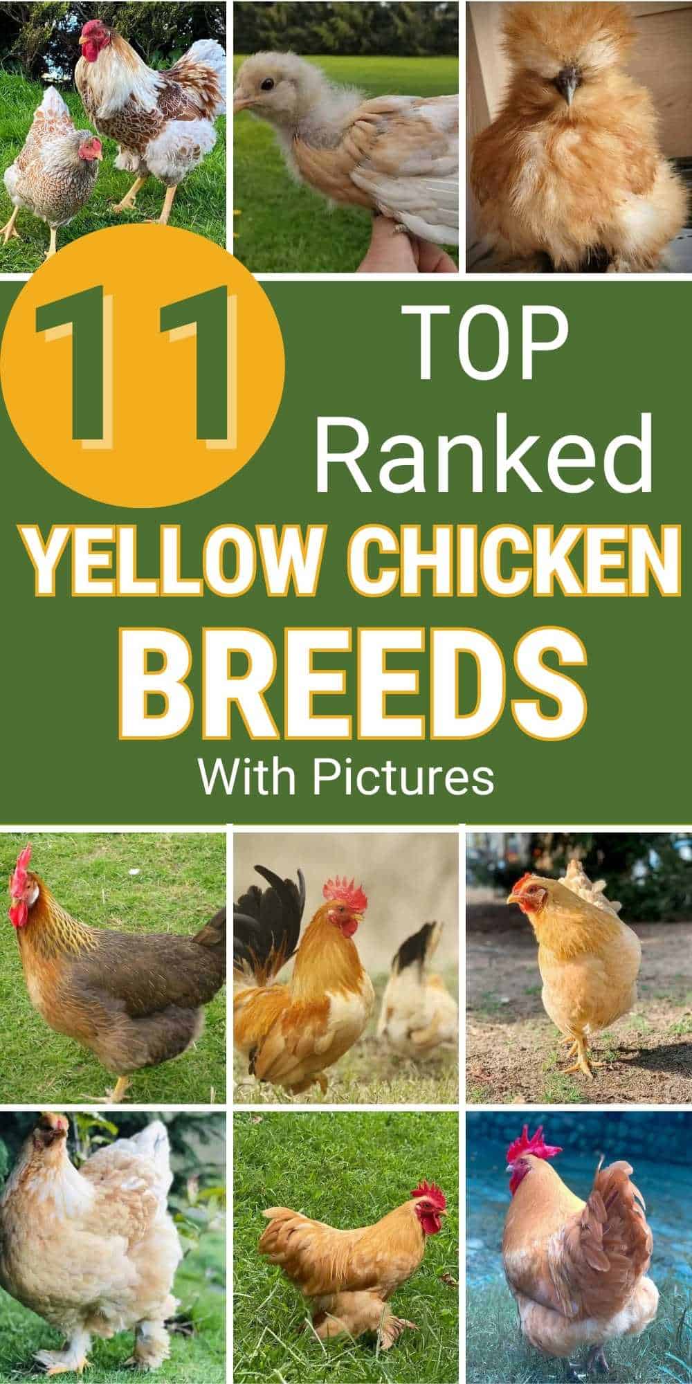 Yellow Chickens