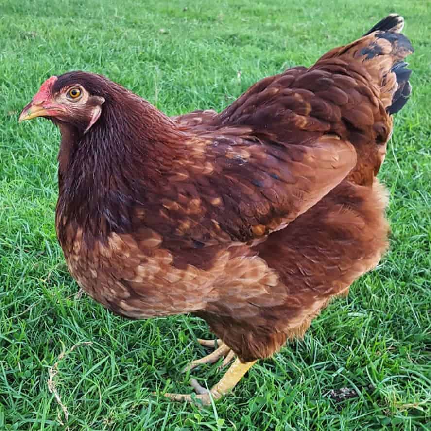 american chicken breeds Buckeye