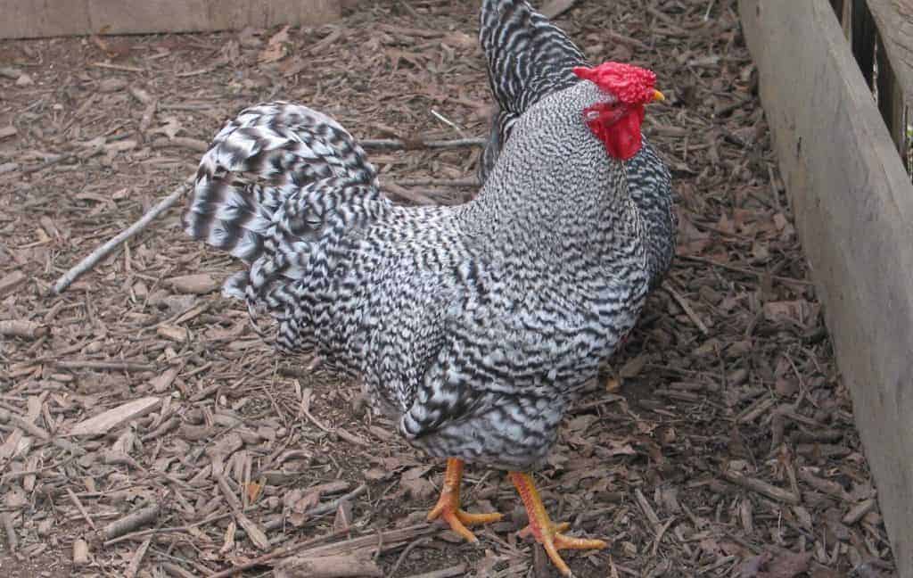 american chicken breeds Dominique