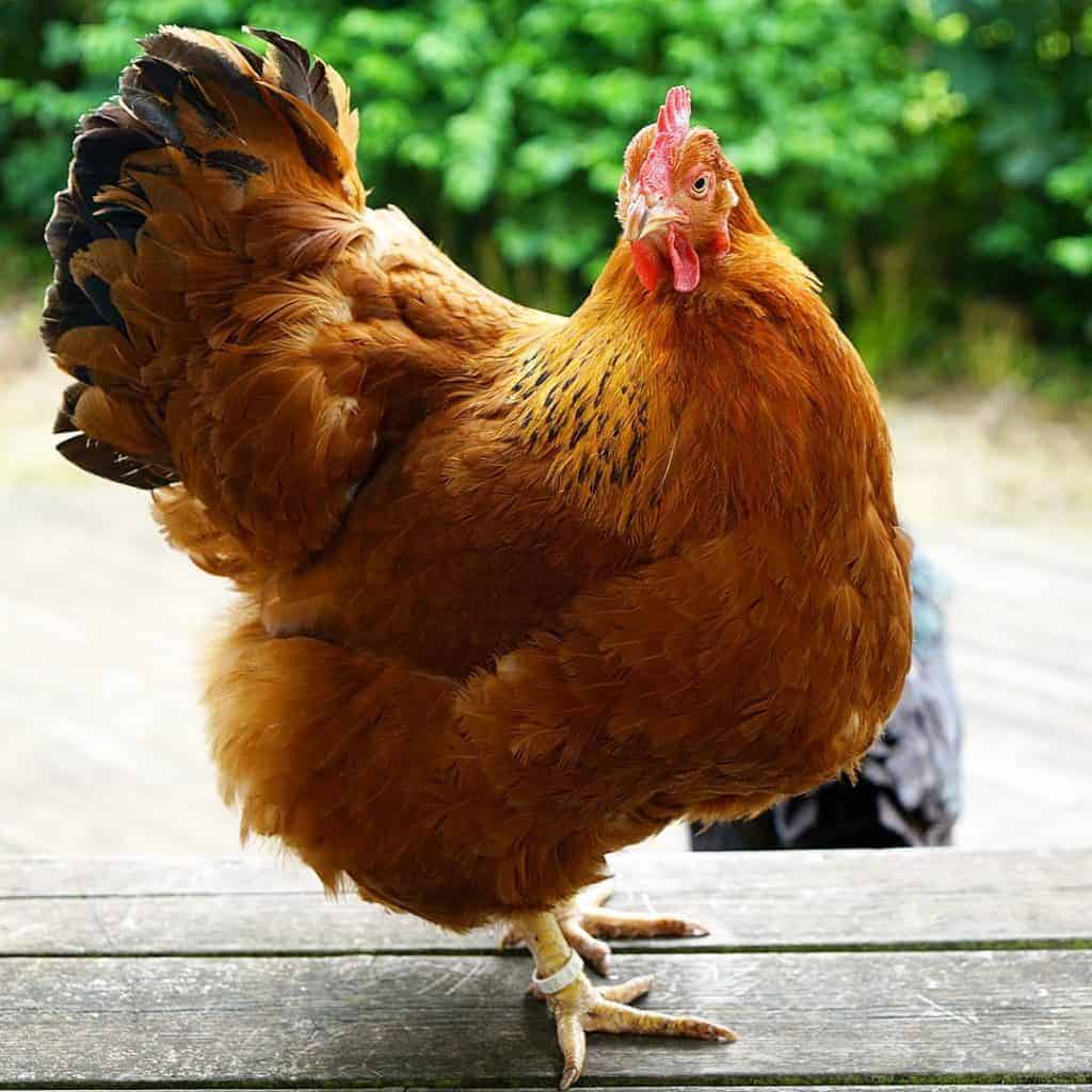 american chicken breeds New Hampshire