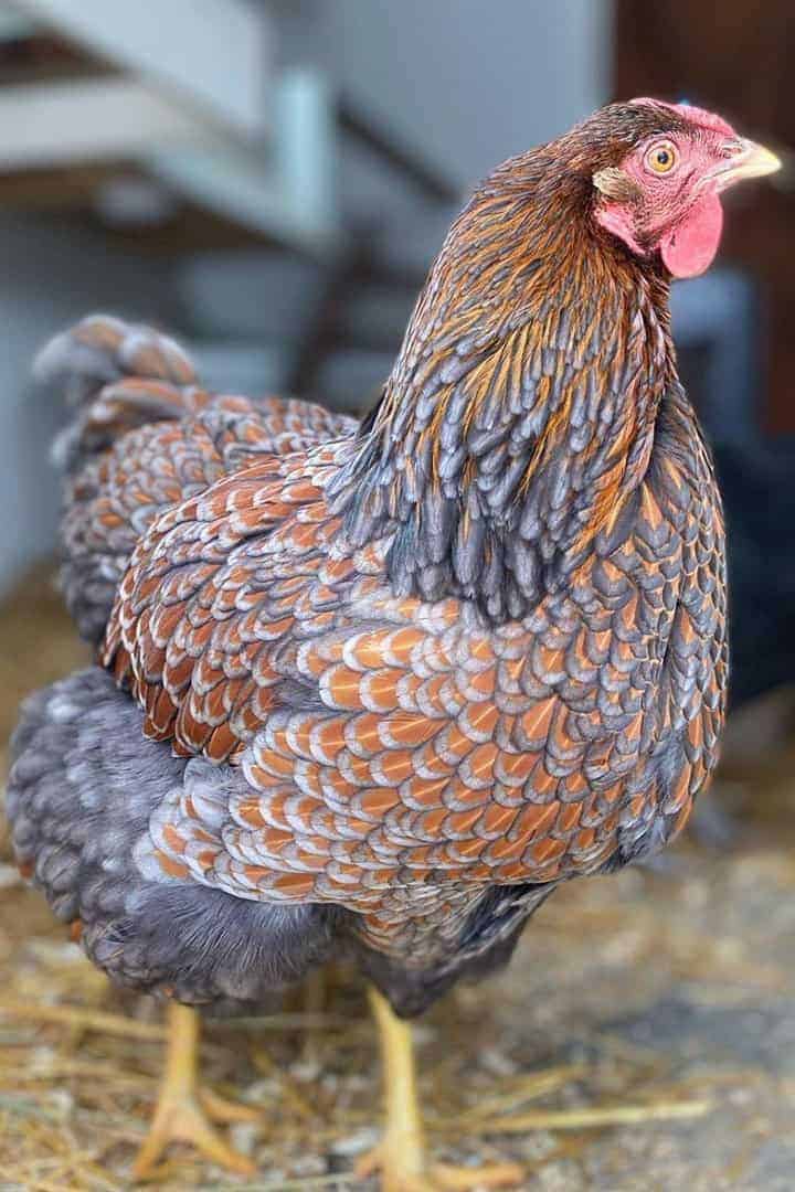 american chicken breeds Wyandottes