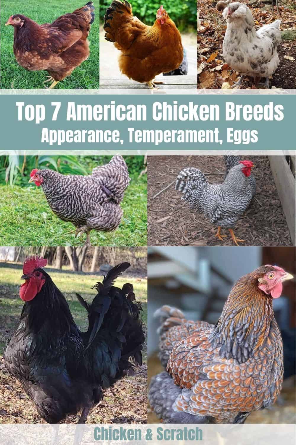 Dominique Chicken All You Need To Know: Temperament And Egg Laying 