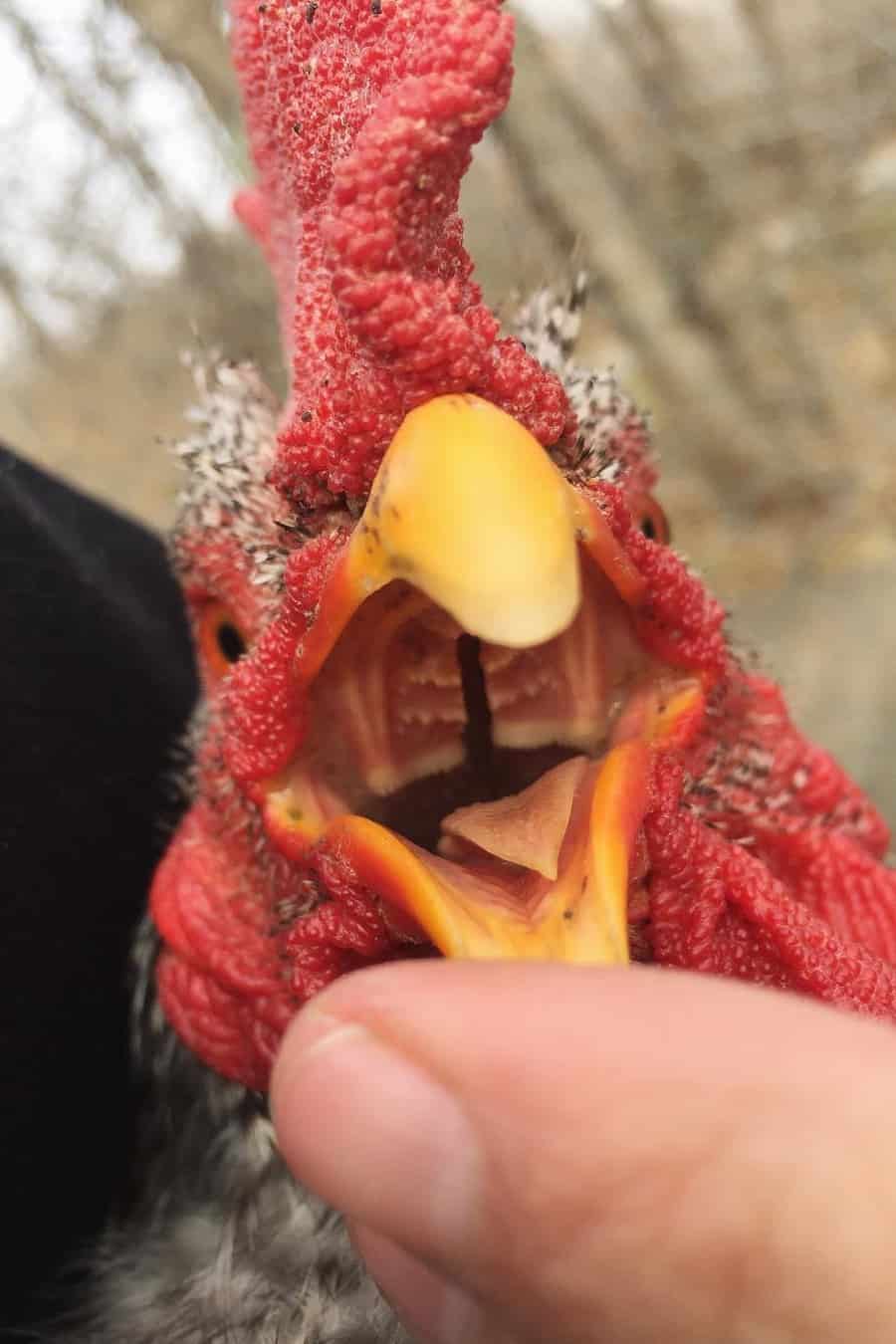 appearance of a chicken tongue