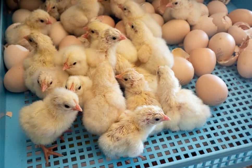 baby chicks for sale nj