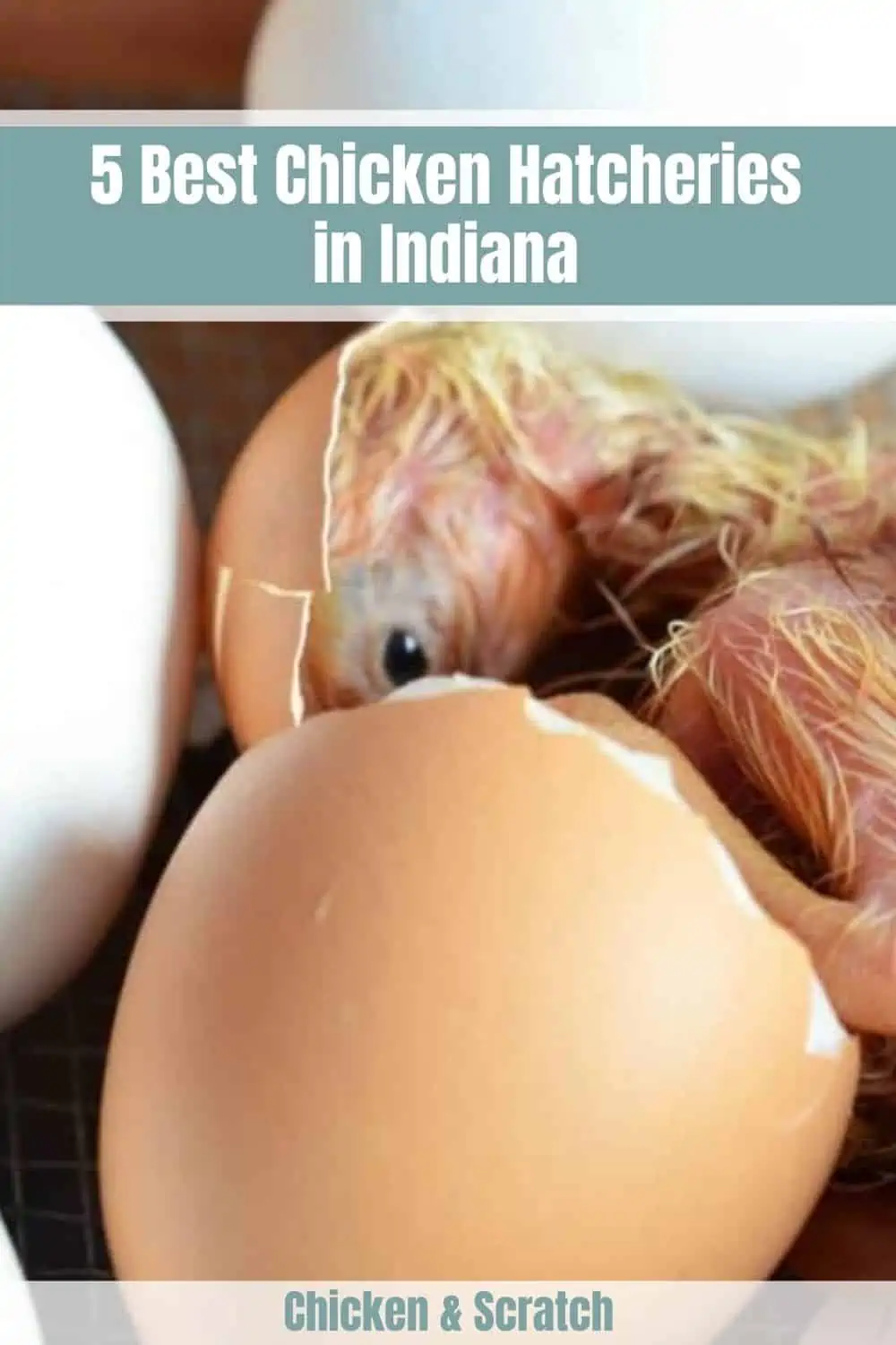 best-Chicken-Hatcheries-in-Indiana