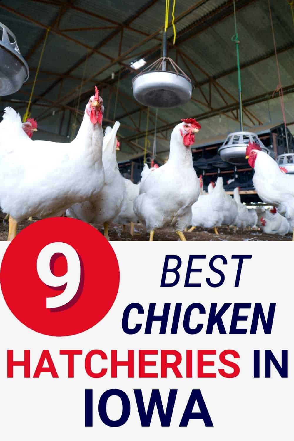 best Chicken Hatcheries in Iowa
