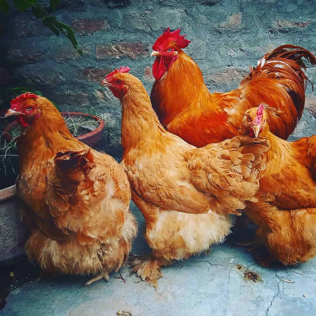 best foraging chicken breeds