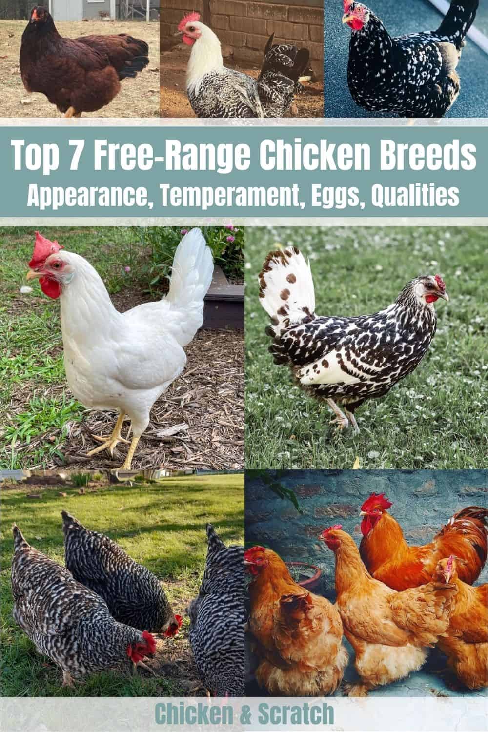 7 Best Free-Range Chicken Breeds (with Pictures)