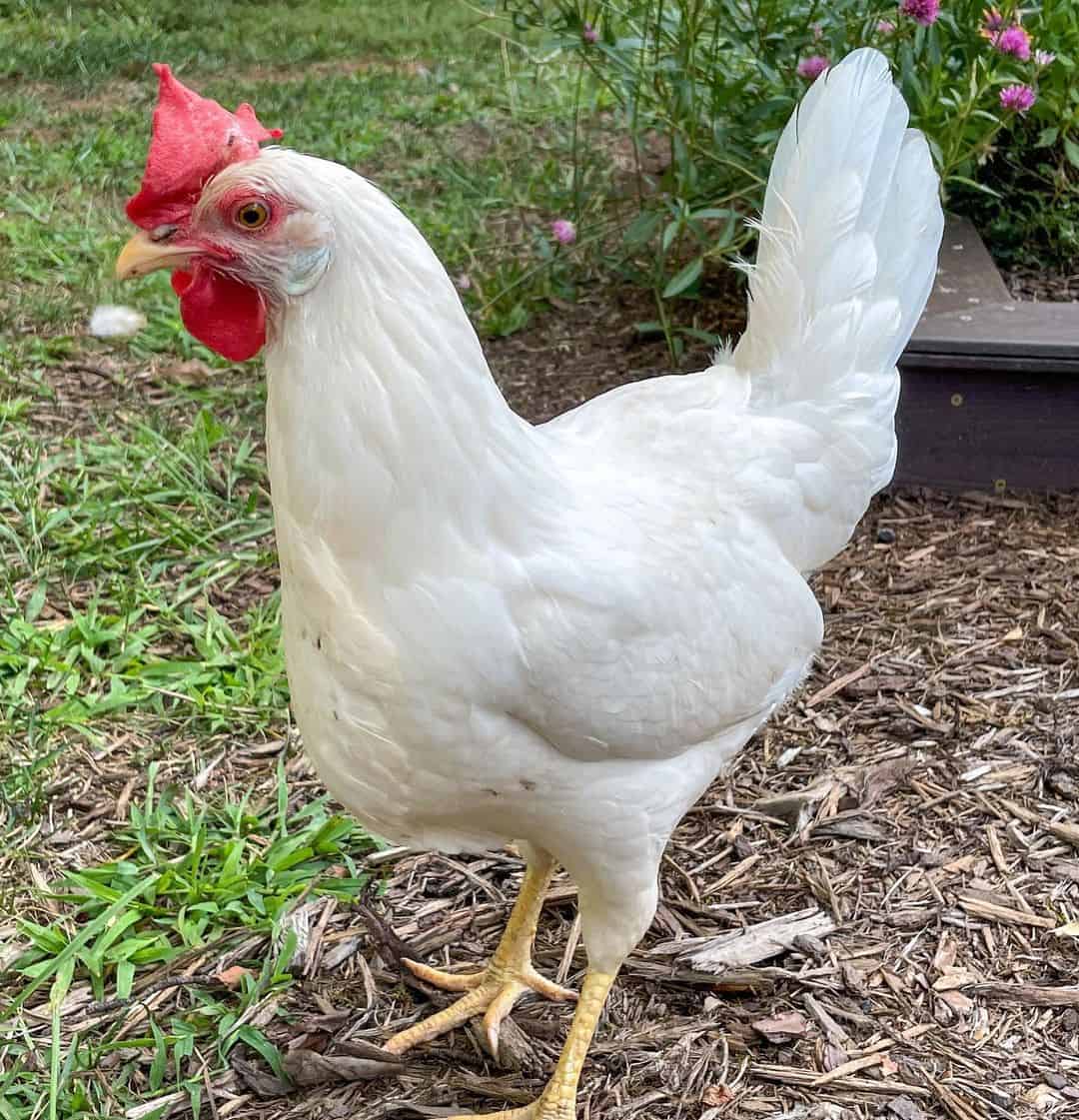 best free range chickens breeds