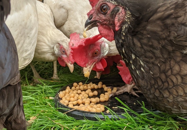 best protein for chickens
