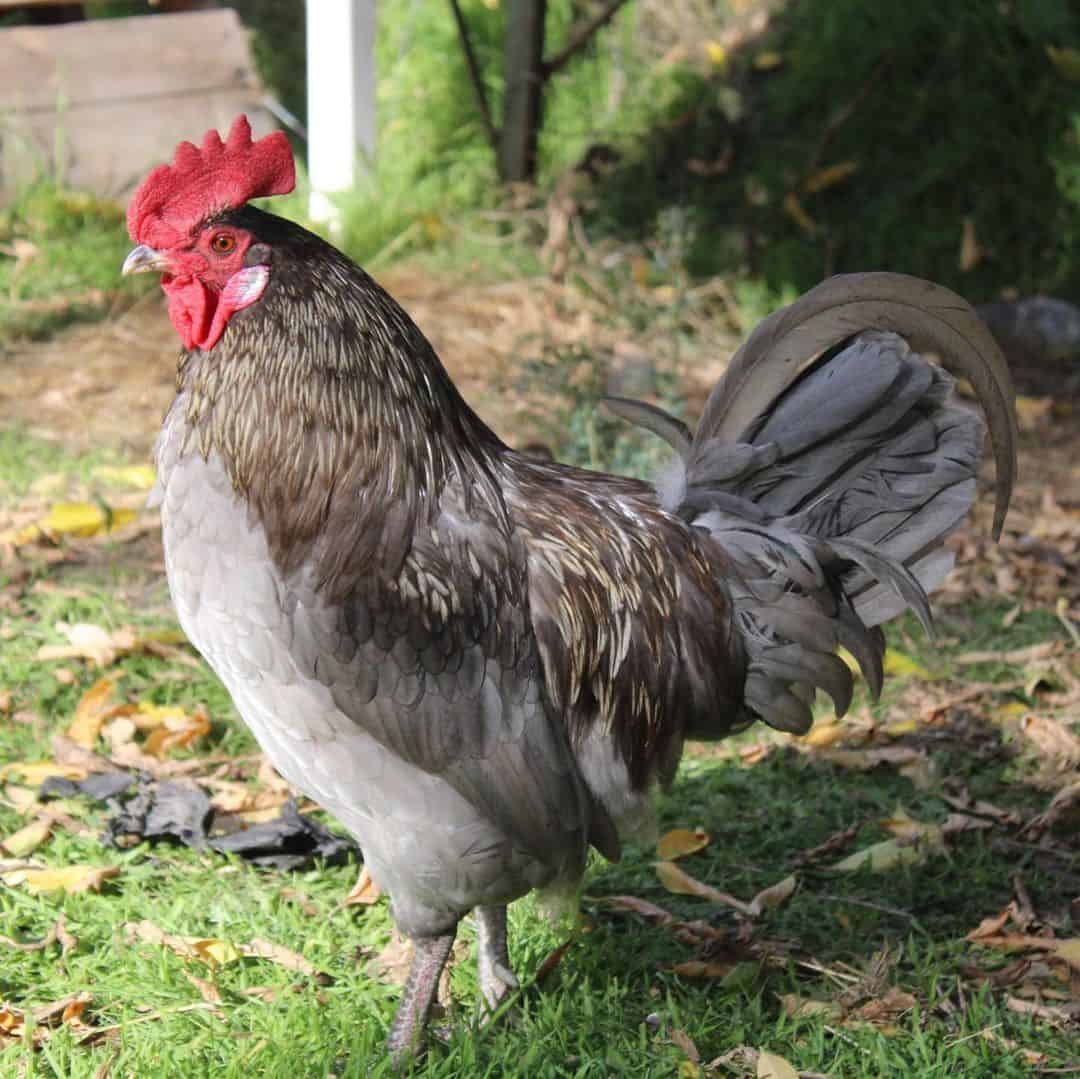 black Isbar chicken