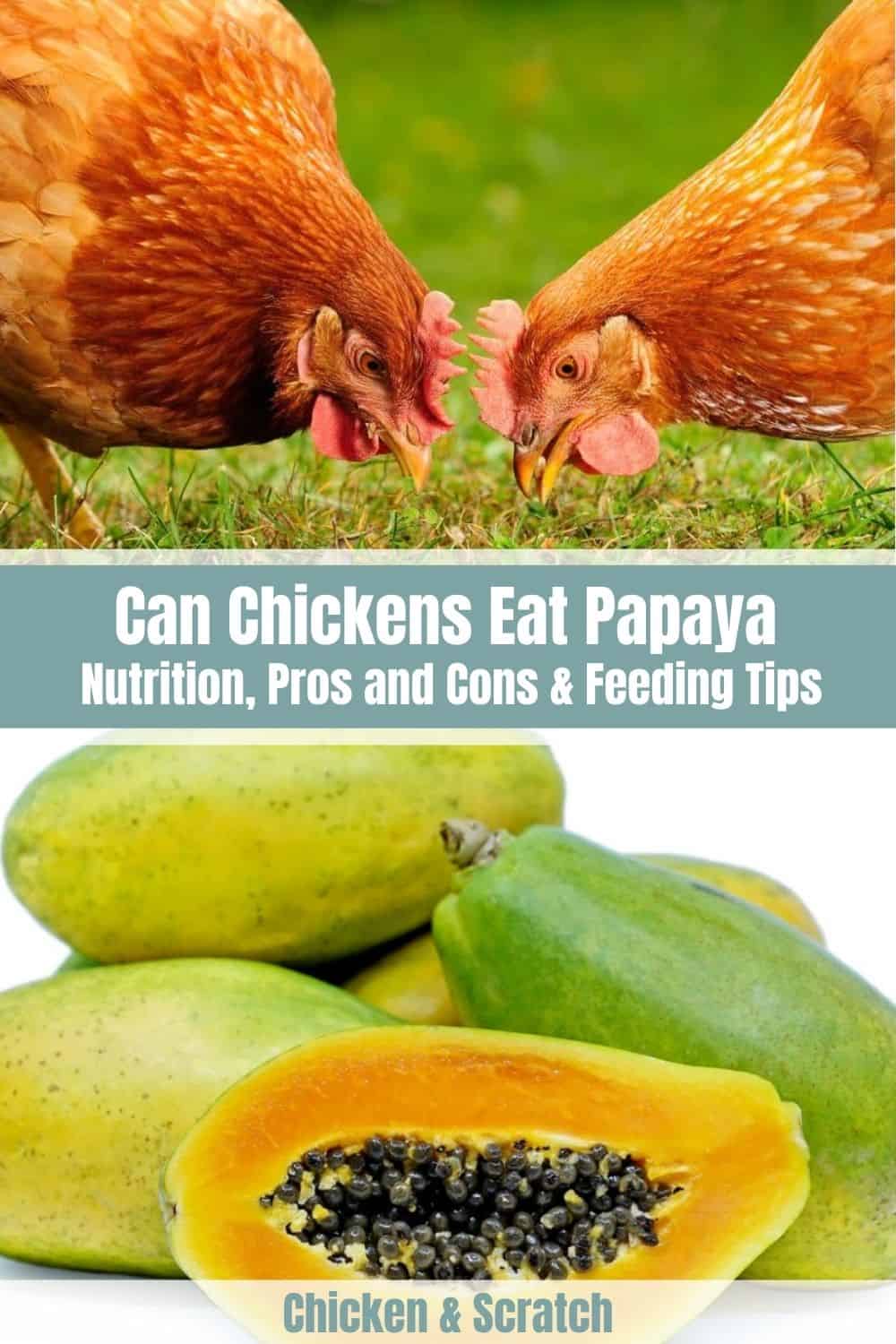 Can Chickens Eat Papaya? (Nutrition, Pros and Cons & Feeding Tips)