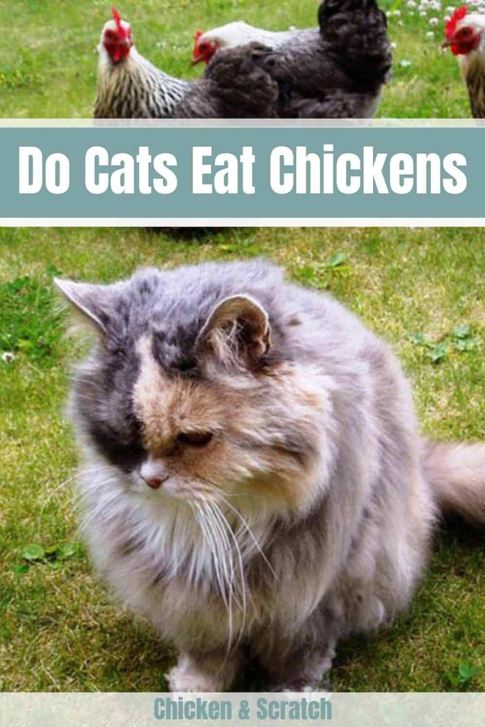 can a cat kill a chicken