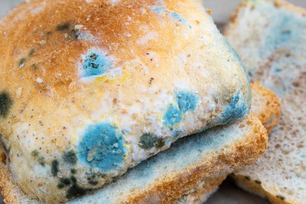 can birds eat moldy bread