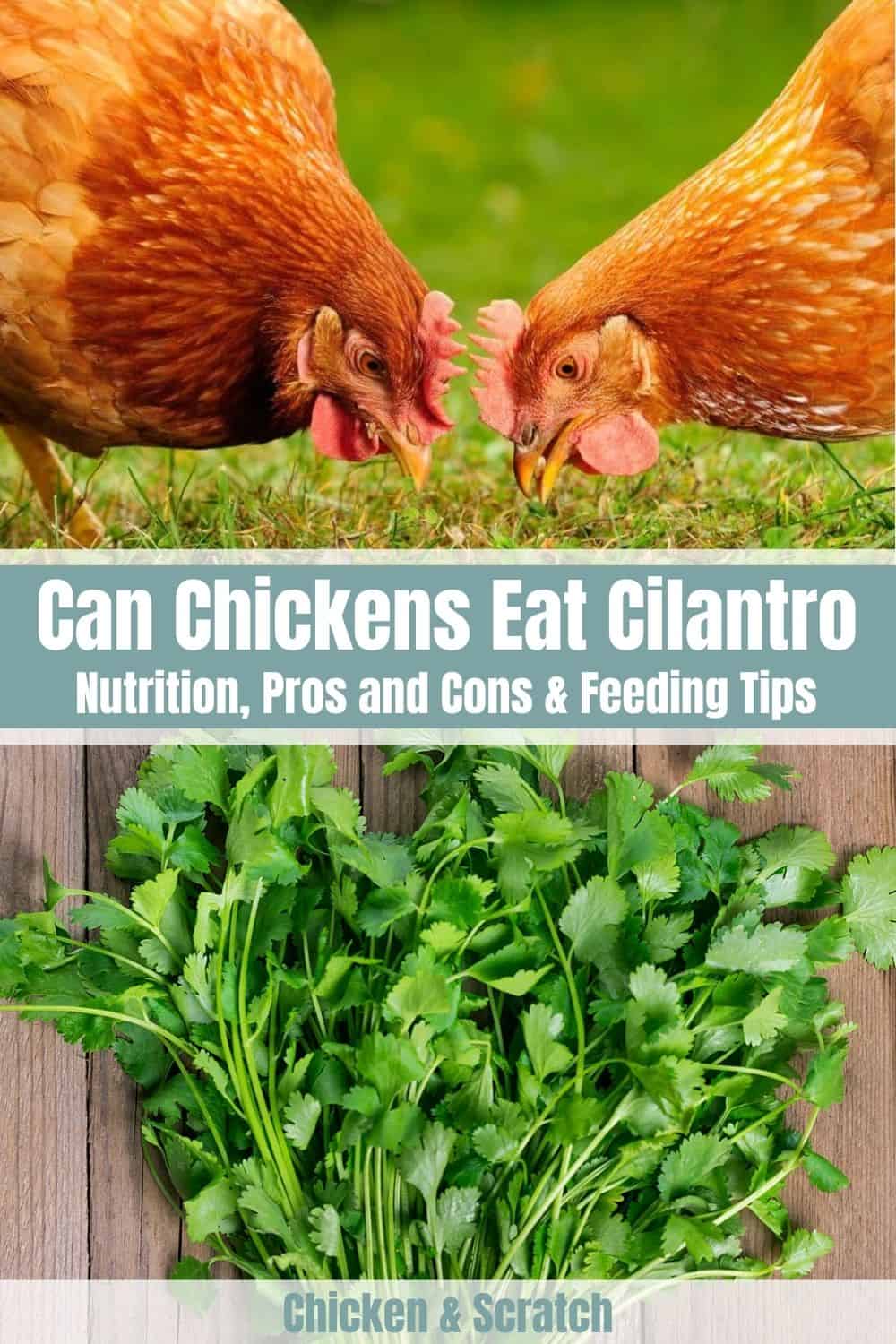 can chicken eat cilantro