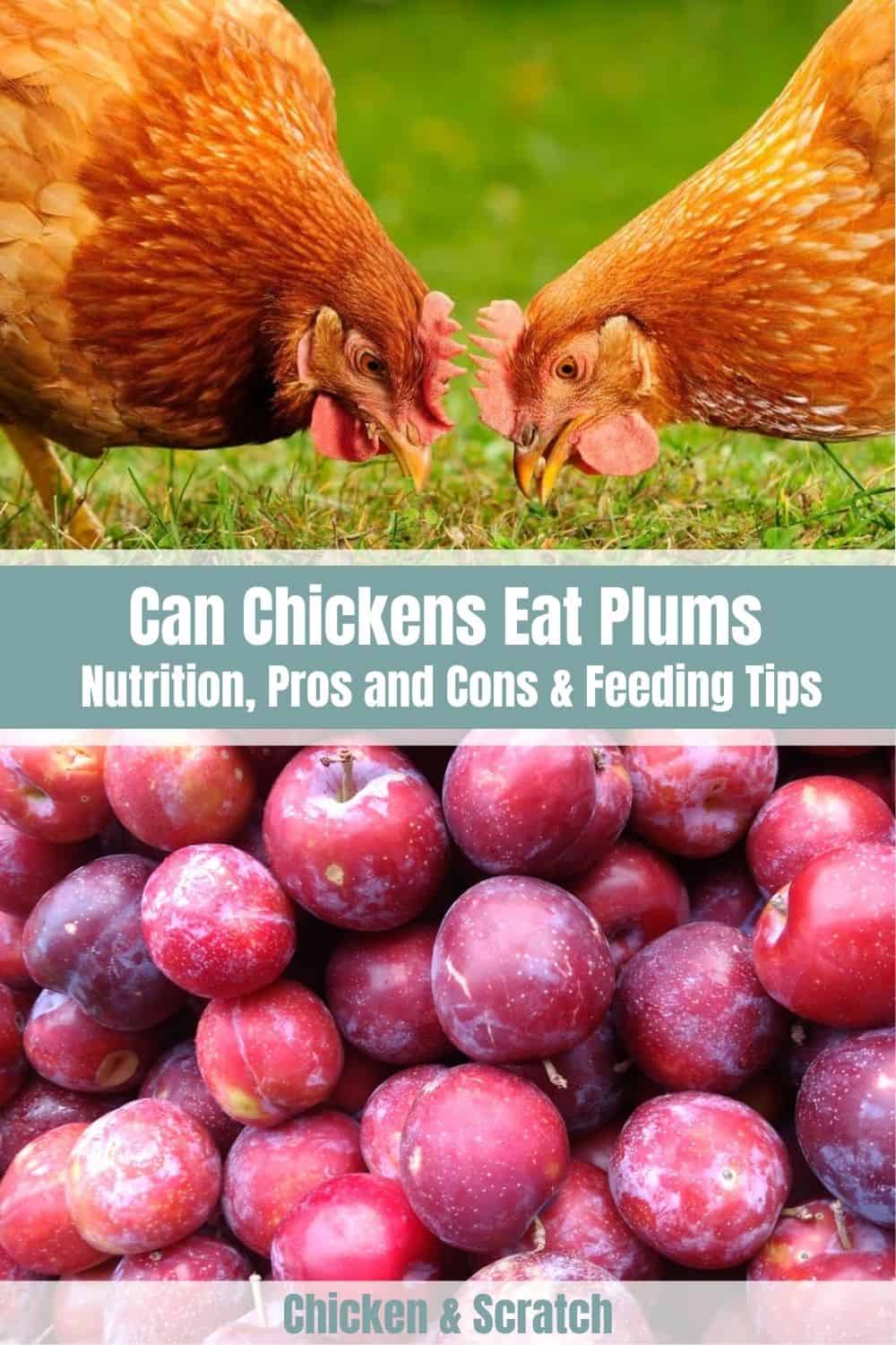can chicken eat plums