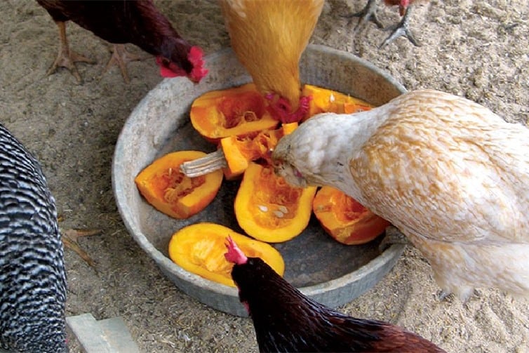 can chickens eat butternut squash