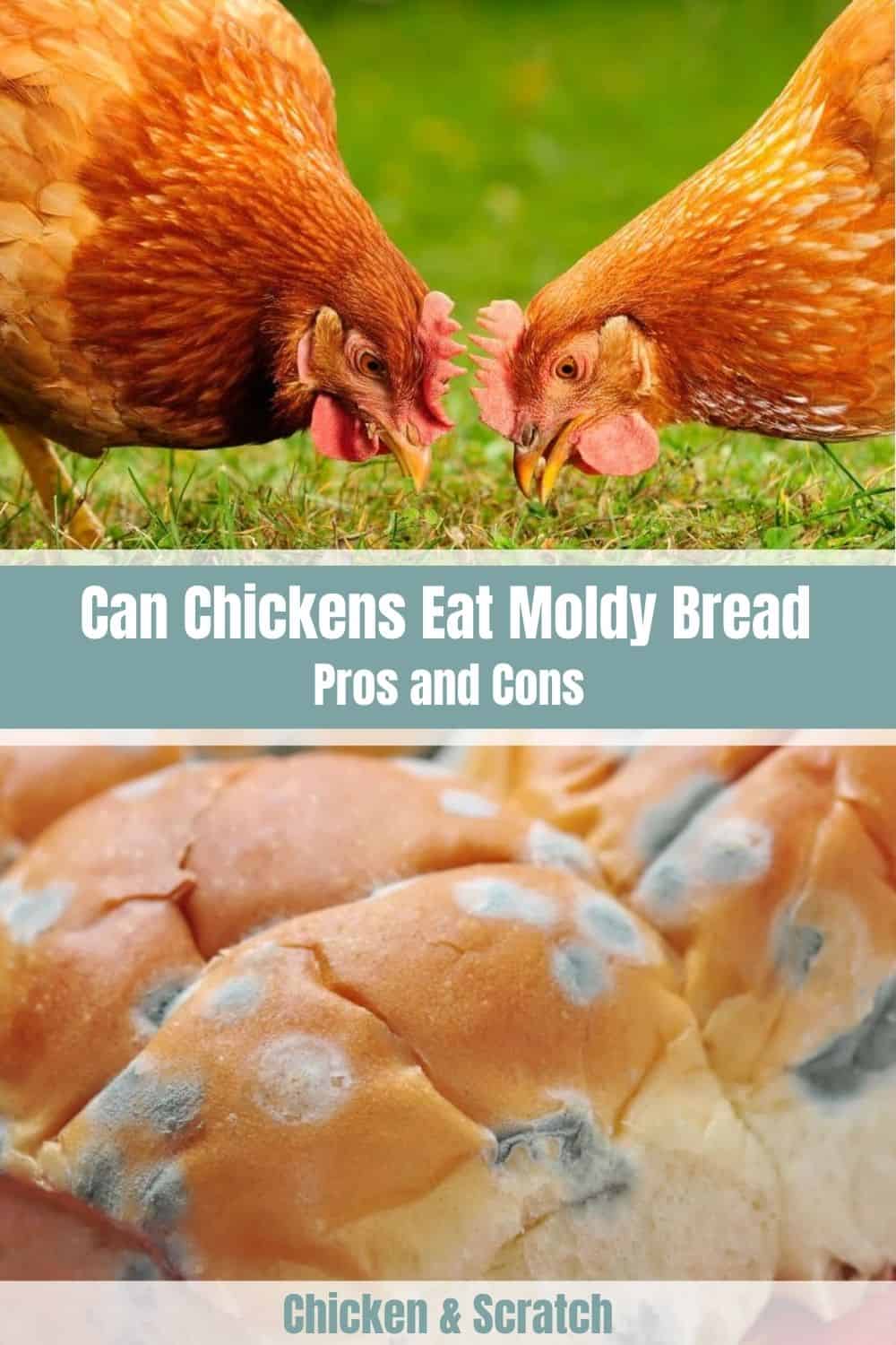 can chickens eat moldy bread