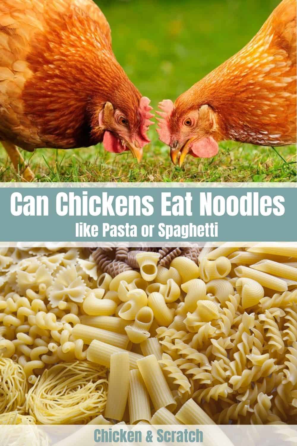 can chickens eat noodles