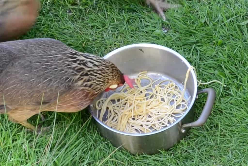 can chickens eat noodles