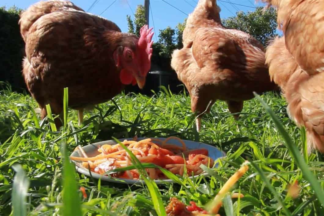 can chickens eat pasta