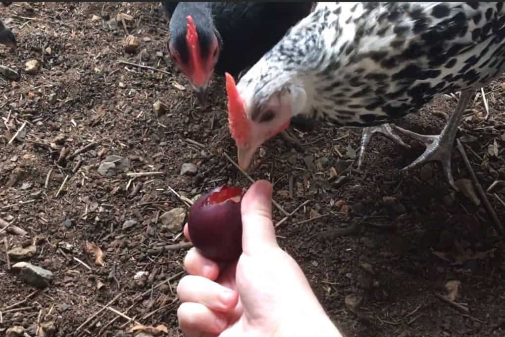 can chickens eat plum