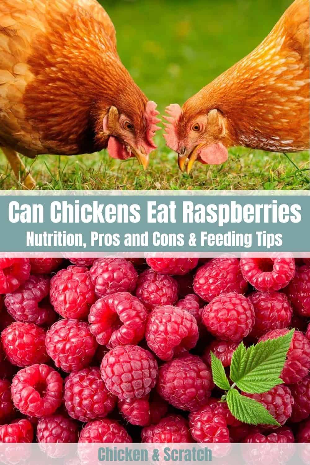 can chickens eat raspberries