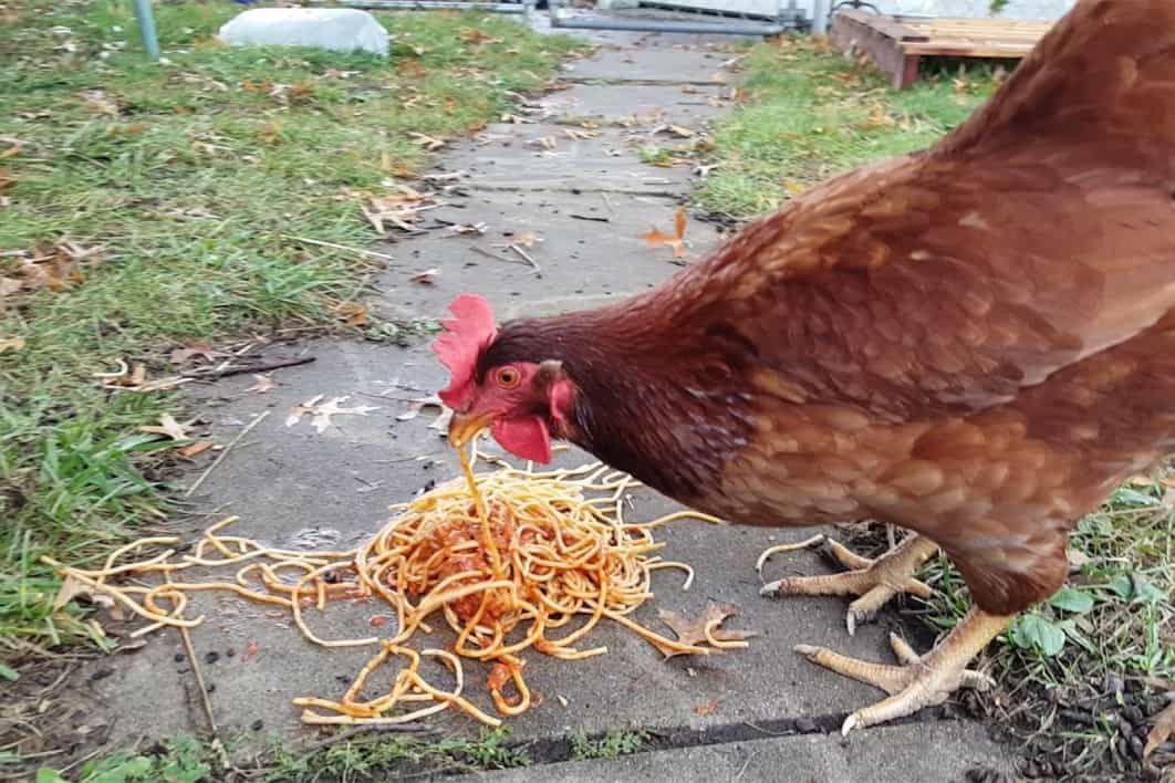 can chickens eat spaghetti