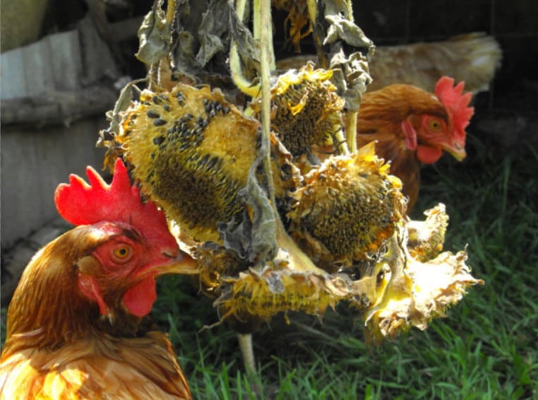 can chickens eat sunflower seeds with shells