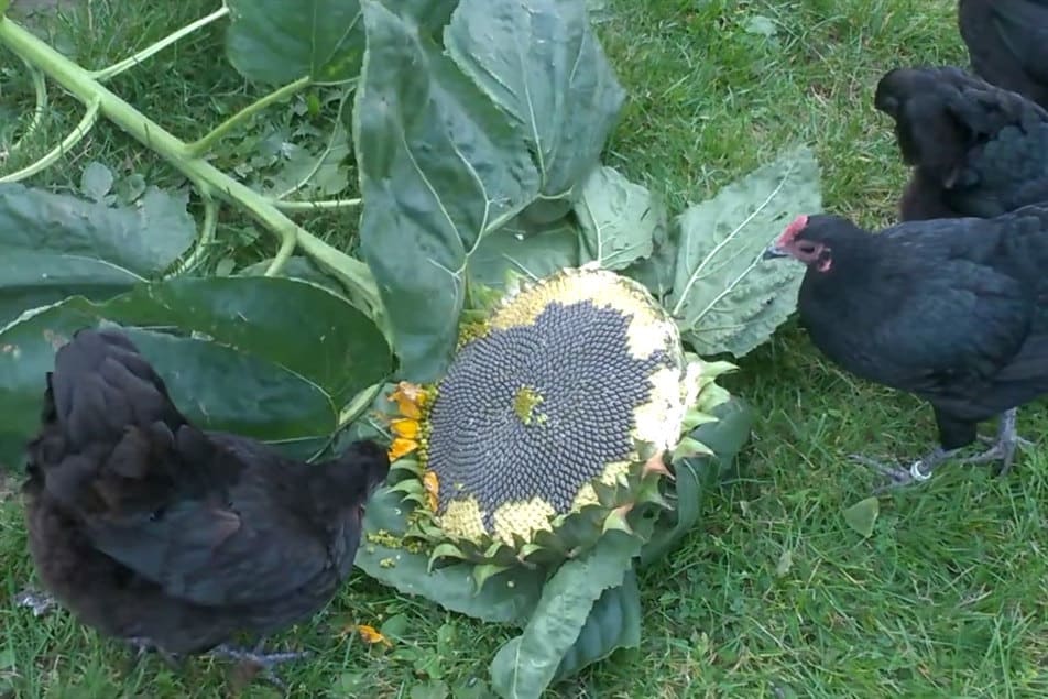 black sunflower seeds for chickens