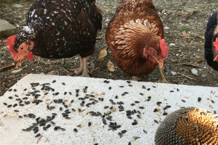 can chickens eat whole sunflower seeds