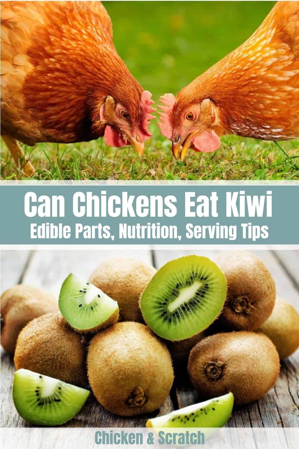 can chickens have kiwi
