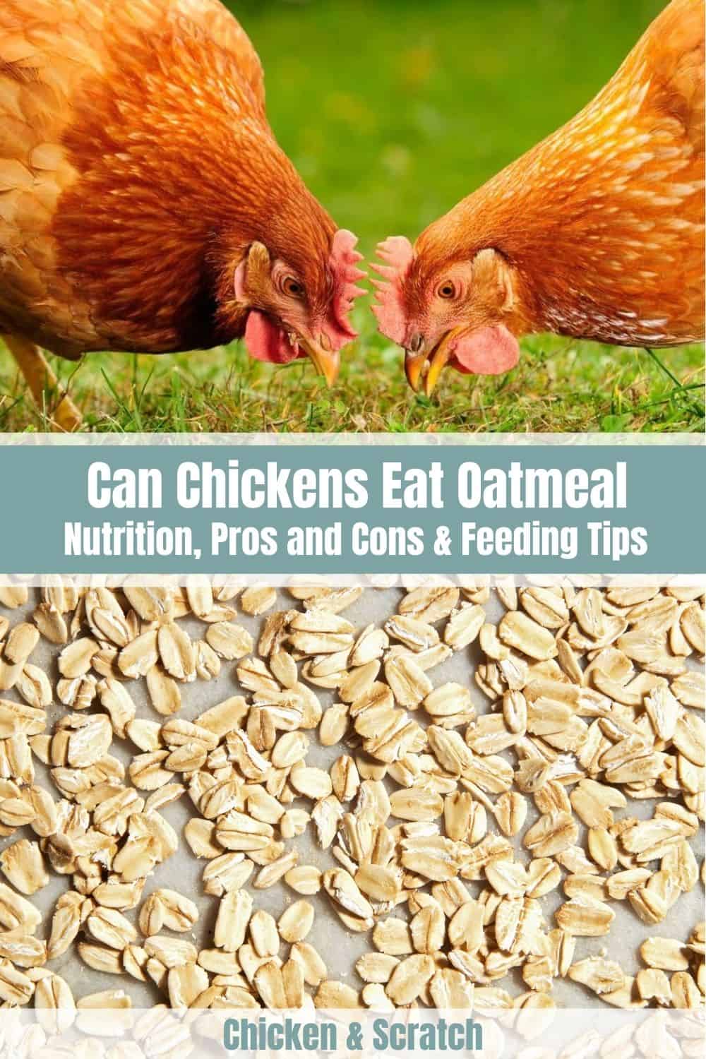 can you feed chickens oatmeal