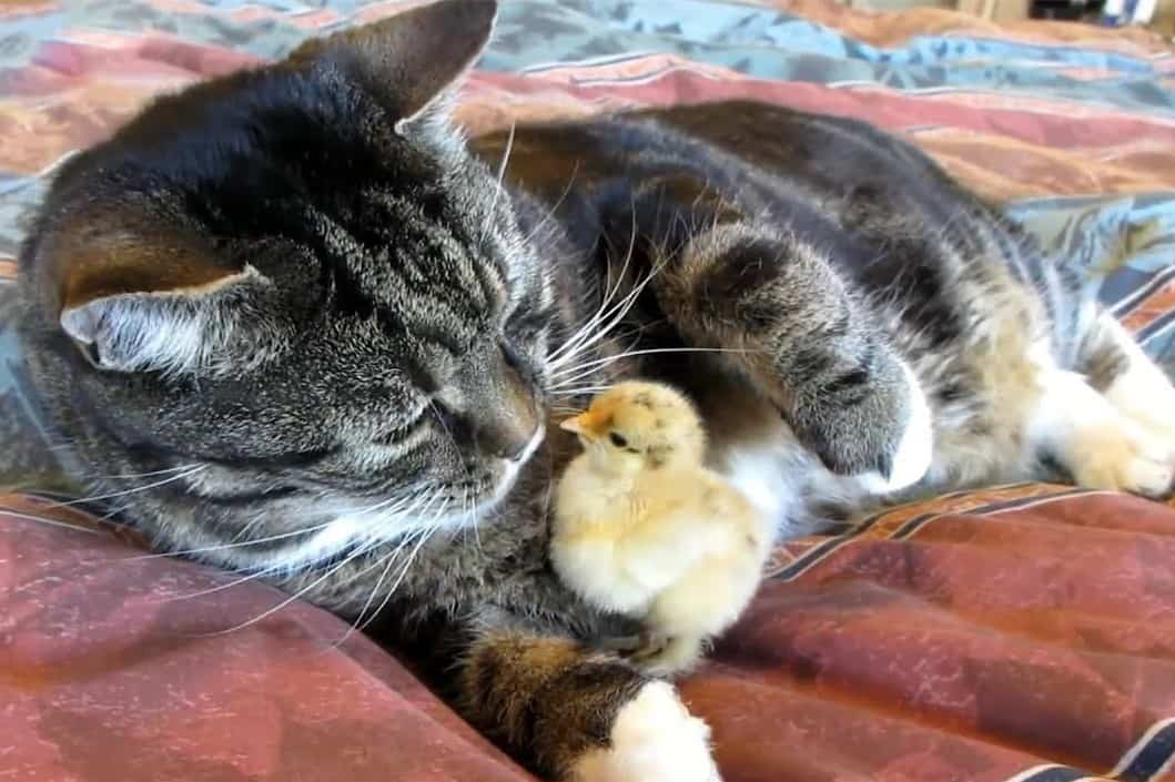 cats and chickens
