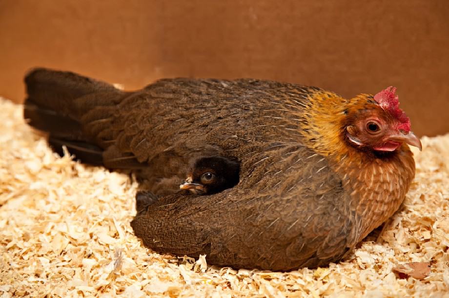 cedar bedding for chickens